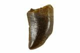 Serrated, Small Theropod (Raptor) Tooth - Montana #113618-1